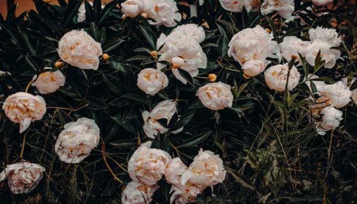 Peonias blancas