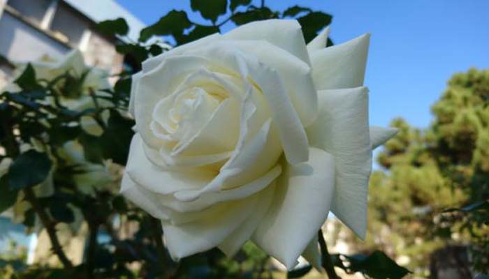 Rosas blancas