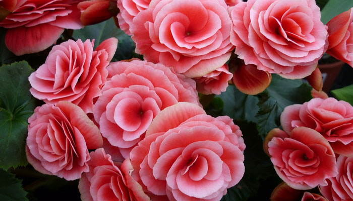 Begonia planta de flores rosadas