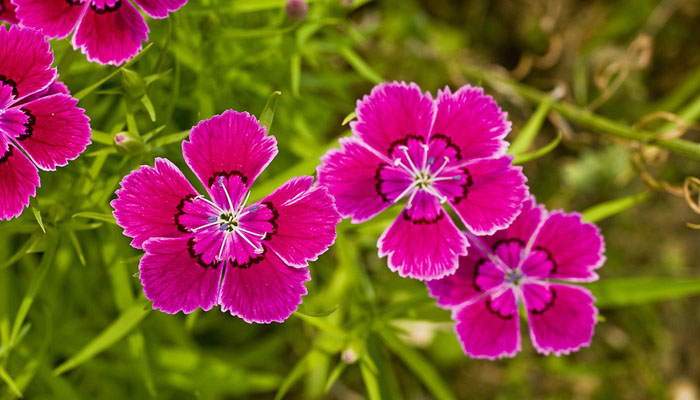 Clavelina flor rosa