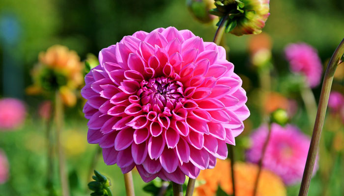 flor hermosa de color rosa