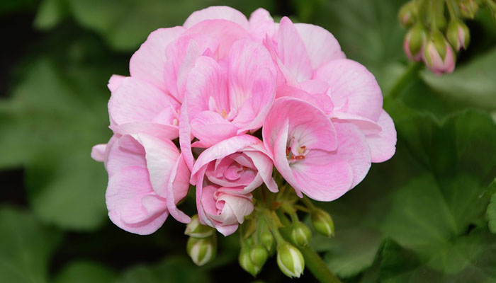 Geranio planta con flores Rosa