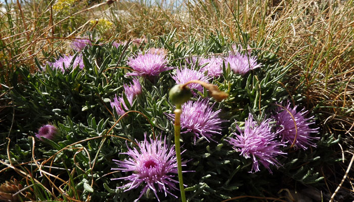 flor de monraña con flores rosa Jurinea humilis