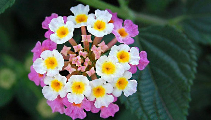 Planta medicinal con flor rosa Verbena