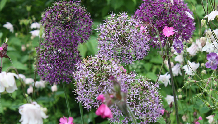 Alliums planta con flores moradas