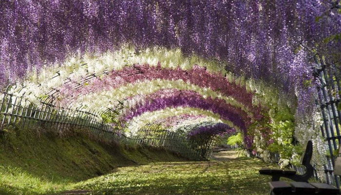 glicinia china wisteria