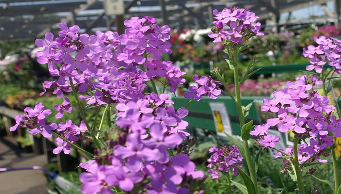 Hesperis matrionalis