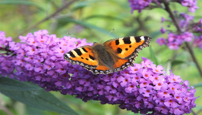 ➡️ 11 Plantas Con Flores Moradas Para El Jardín  Flores De 