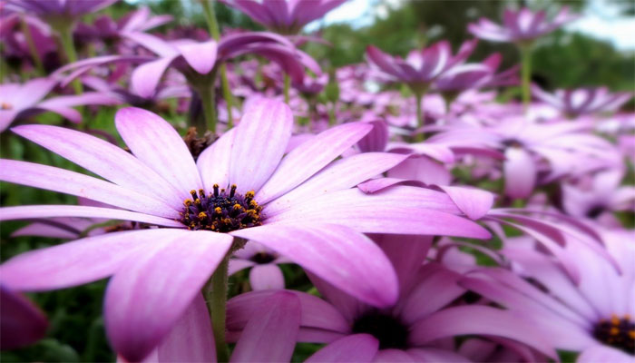 planta de flor morada