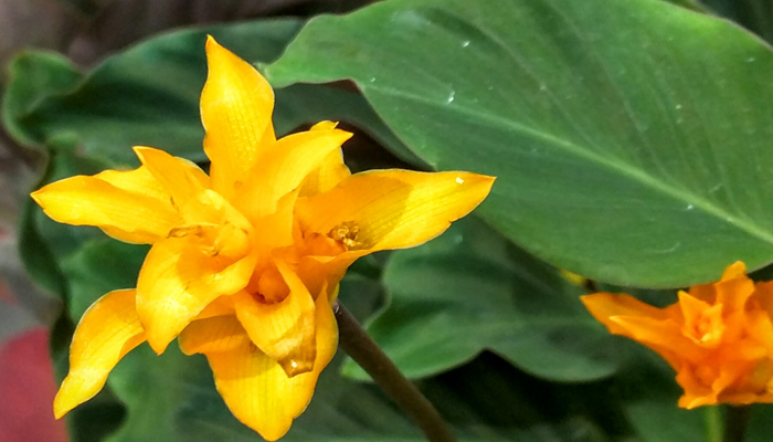 planta con flores naranjas exoticas