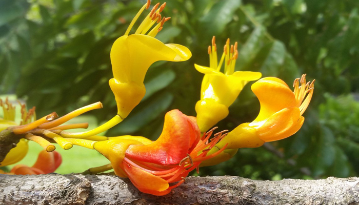 plantas con flores naranja en froma de campana