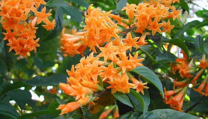 plantas con flores de color naranja con forma de estrella