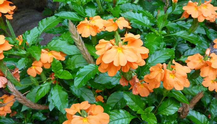 planta de hermosa flores naranja