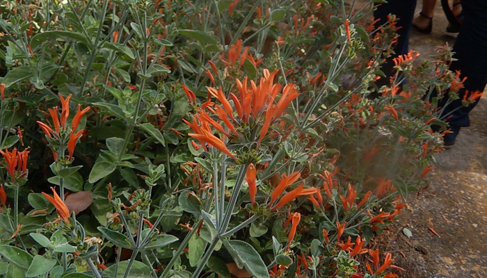 Arbosto con flores naranjas Jacobinia suberecta