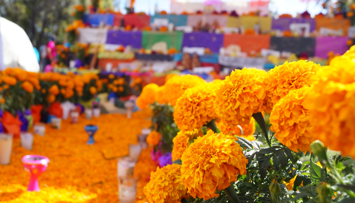 plantas con flores naranja