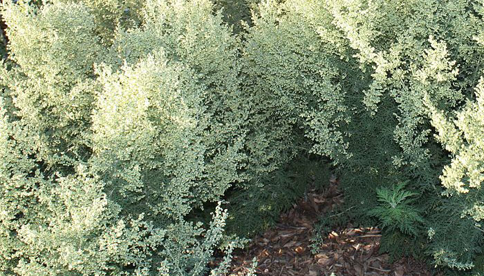 Artemisia afra planta con hojas de color