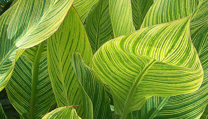 Canna hojas de colores