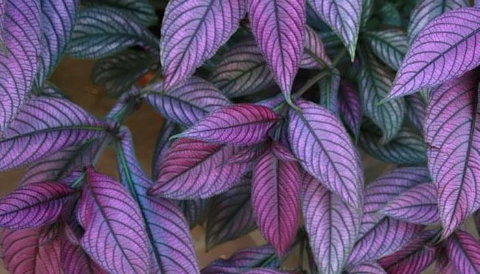 Escudo persa (Strobilanthes dyerianus)