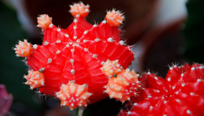 Gemas del desierto planta con hojas de colores