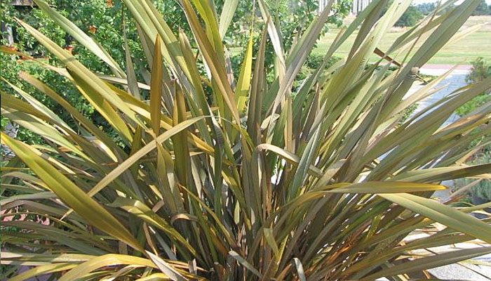 Lino de Nueva Zelanda (Phormium)