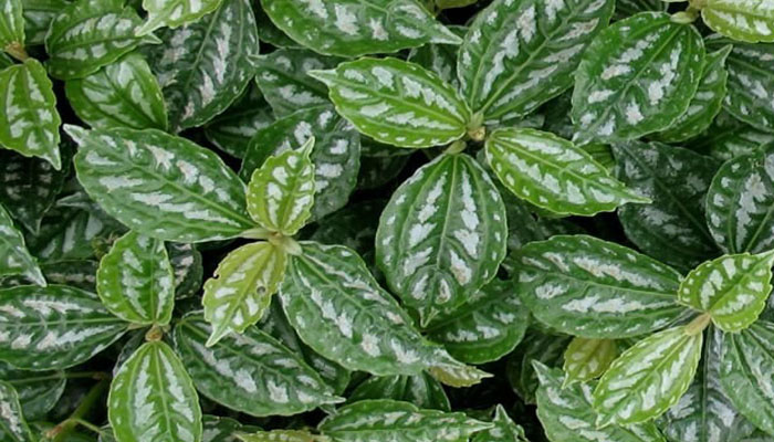 Planta de aluminio con hojas de colores