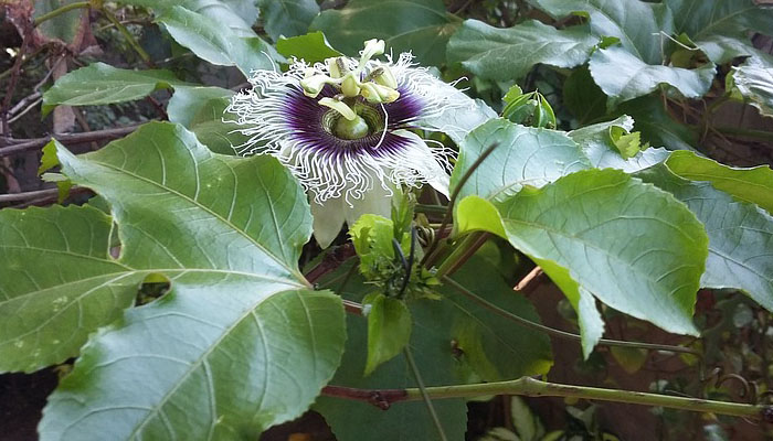 Planta de la pasión púrpura