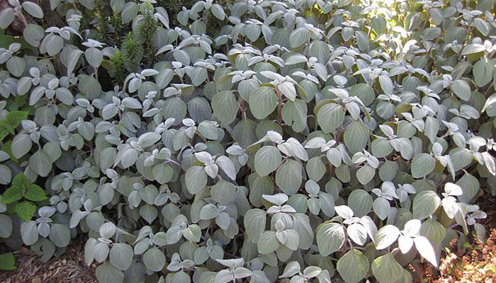 Plectranthus (Plectranthus argentatus)