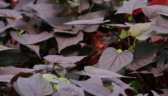 Vid De Patata Dulce (Ipomoea Batatas)