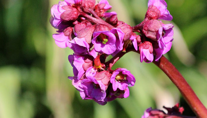 Bergenias