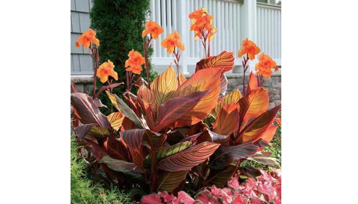 Canna Plantas de Hojas Grandes