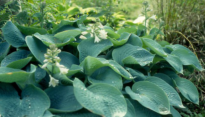 hostas sieboldiana