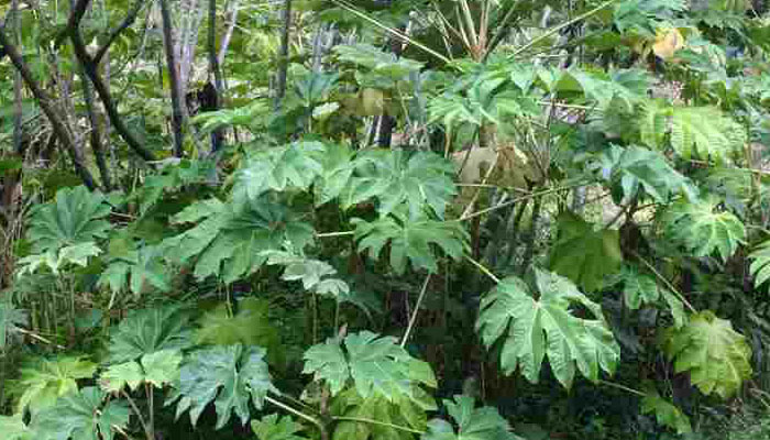 Tetrapanax papyrifer