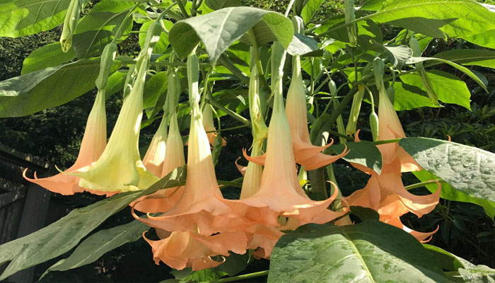 Trompeta de ángel (brugmansia)