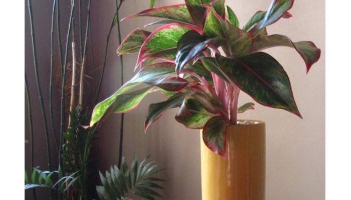 Aglaonema plantas de hojas moradas