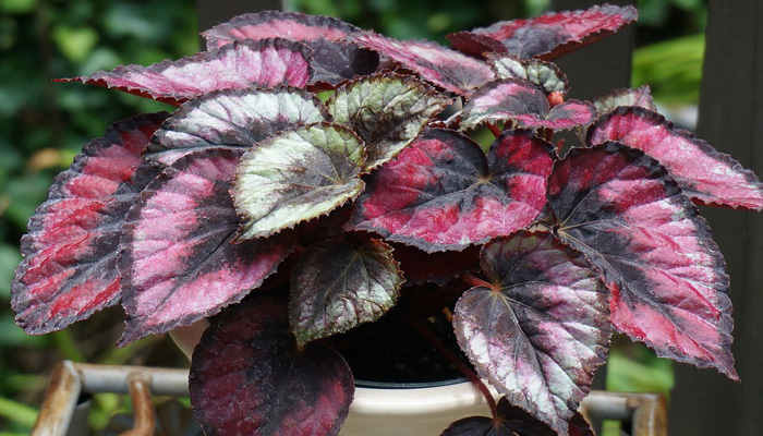 Begonia rex de hojas purpuras