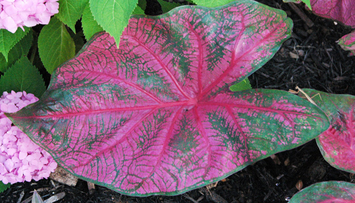 Caladium X hortulanum de hojas moradas