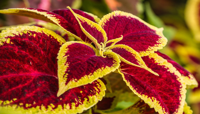 Coleus blumei de hojas moradas