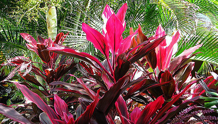 Cordyline Fruticosa