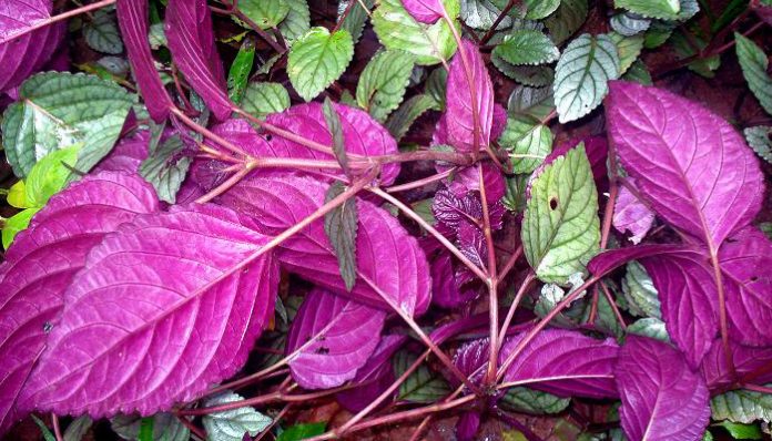 Hojas de Hemigraphis con la cara superior verde metálica y el envés morado intenso