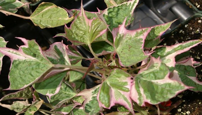 Planta de boniato ornamental variegada con hojas verdes, crema y rosa