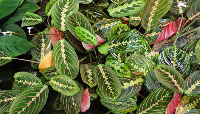 Hojas de Maranta leuconeura con nervadura roja marcada y envés rojizo visible