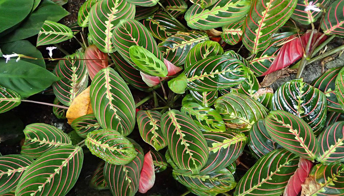 Maranta Leuconeura plantas con hojas moradas