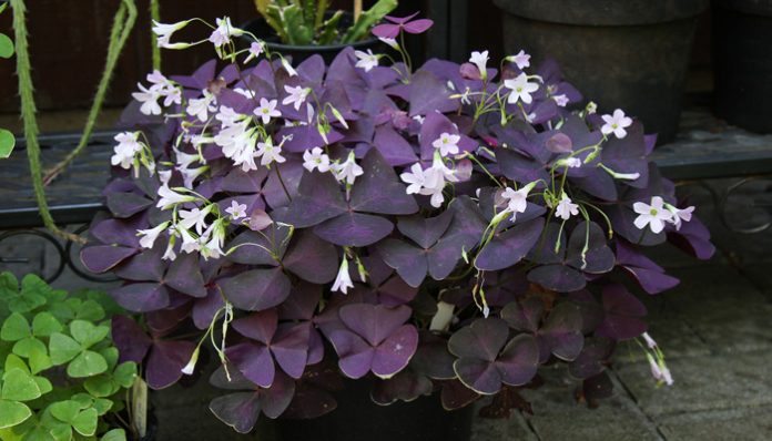 Mata de Oxalis triangularis de hojas triangulares moradas con pequeñas flores rosa claro