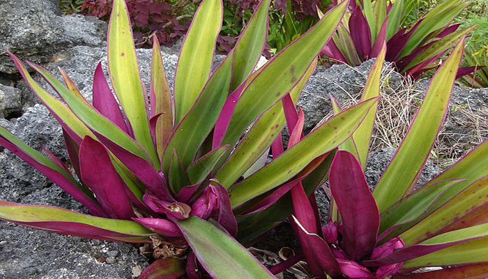 Rhoeo Tradescantia spathacea con hojas moradas