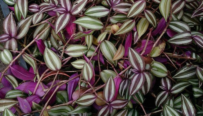 Masa de tallos de Tradescantia zebrina con hojas rayadas en plata y envés morado