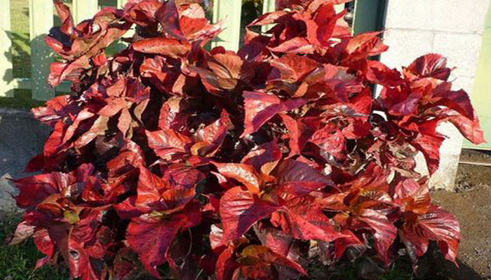 Acalypha wilkesiana planta con hojas rojas