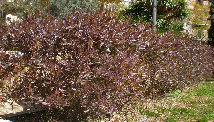 Dodonaea viscosa de hojas rojas