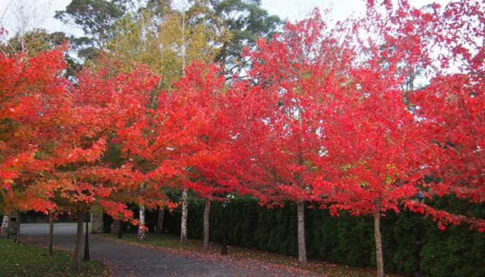 Acer rubrum de hojas rojas