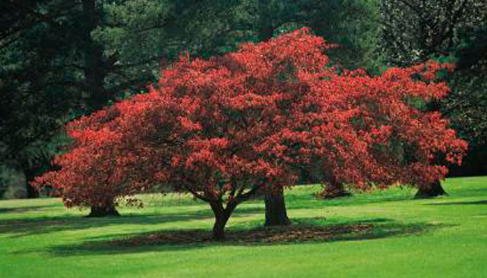 arce japones (acer palmatum) planta con hojas de color rojo