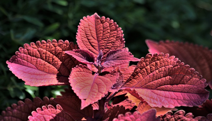 Coleus rojo